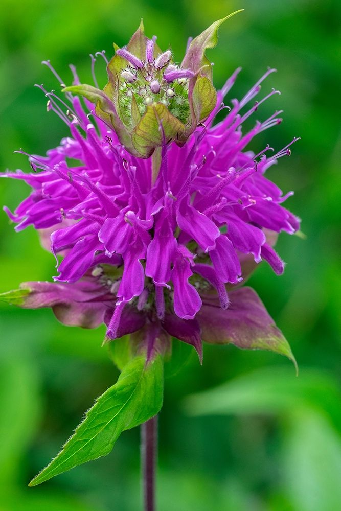 Beebalm